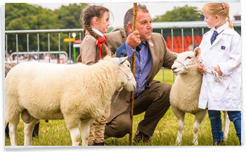 Suffolk Show Sheep