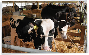 Tendring Hundred Show cows